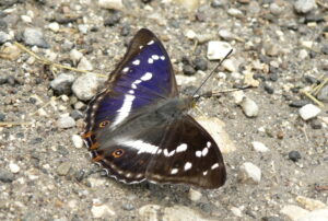 Batolec duhový