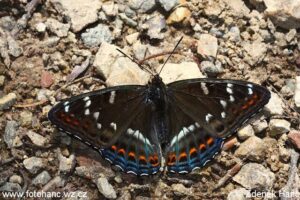 Limenitis populi