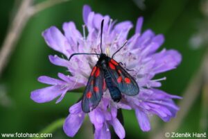 Zygaena Viciae