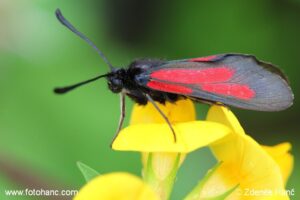 Zygaena brizae